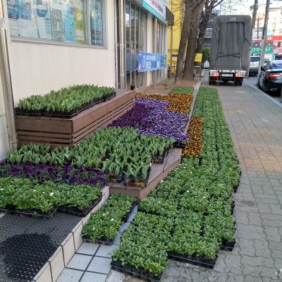 봄철 맞이 환경정비를 위한 꽃모 심기 의 이미지