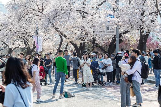 제17회 영등포 여의도 봄꽃축제 현장점검 (2일차) 의 이미지