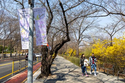 봄꽃 개화 상황 _ 여의서로 의 이미지