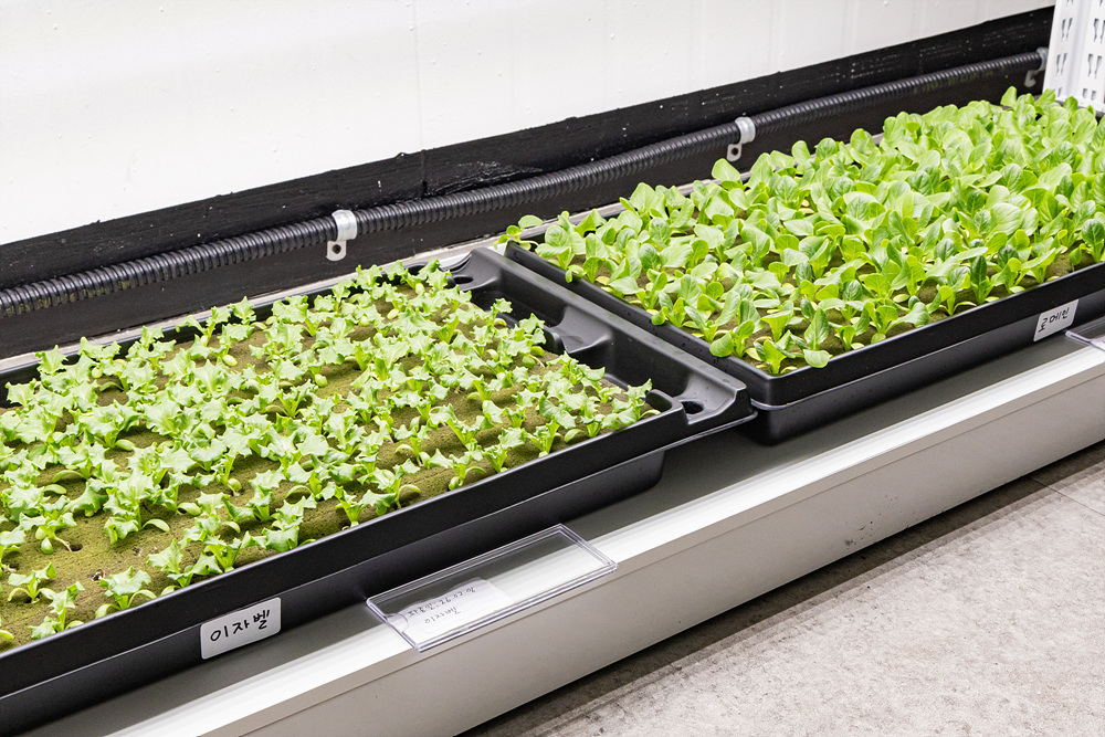 (스마트팜×미래농업) 체험프로그램 18번째 파일