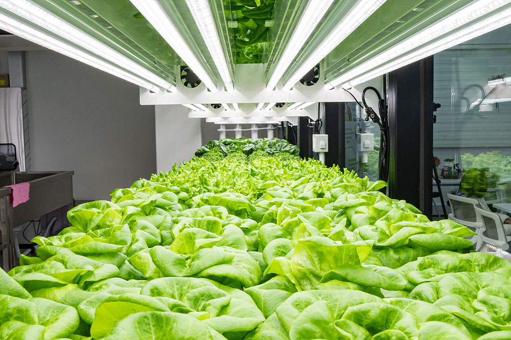 (스마트팜×미래농업) 체험프로그램 19번째 파일