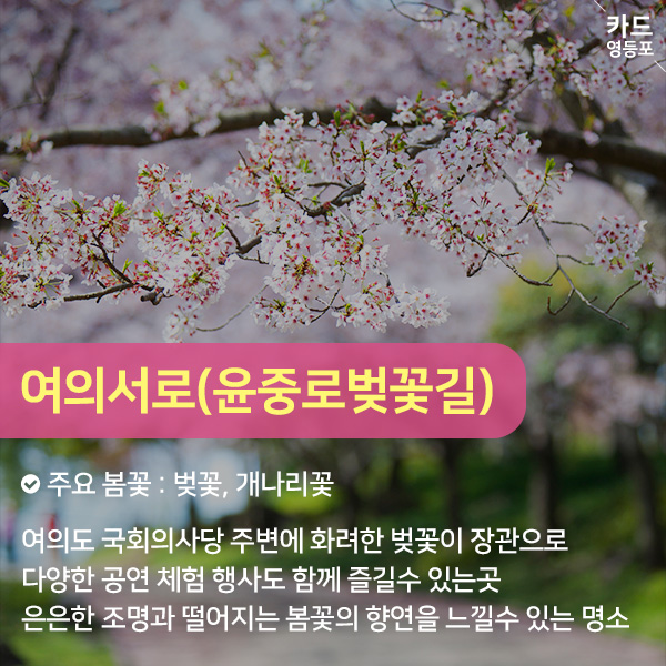  여의서로（윤중로 벚꽃길）   주요 봄꽃 : 벚꽃, 개나리꽃  여의도 국회의사당 주변에 화려한 벚꽃이 장관으로  다양한 공연 체험 행사도 함께 즐길수 있는곳  은은한 조명과 떨어지는 봄꽃의 향연을 느낄수 있는 명소