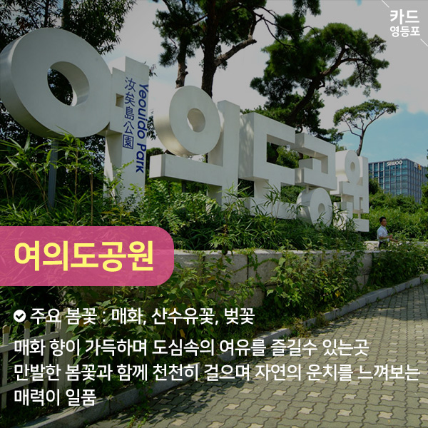  여의도공원  주요 봄꽃 : 매화, 산수유꽃, 벚꽃 - 매화 향이 가득하며 도심속의 여유를 즐길수 있는곳 만발한 봄꽃과 함께 천천히 걸으며 자연의 운치를 느껴보는 매력이 일품