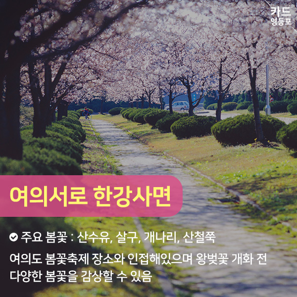  여의서로 한강사면  주요 봄꽃 : 산수유, 살구, 개나리, 산철쭉 여의도 봄꽃축제 장소와 인접해있으며 왕벚꽃 개화 전 다양한 봄꽃을 감상할 수 있음