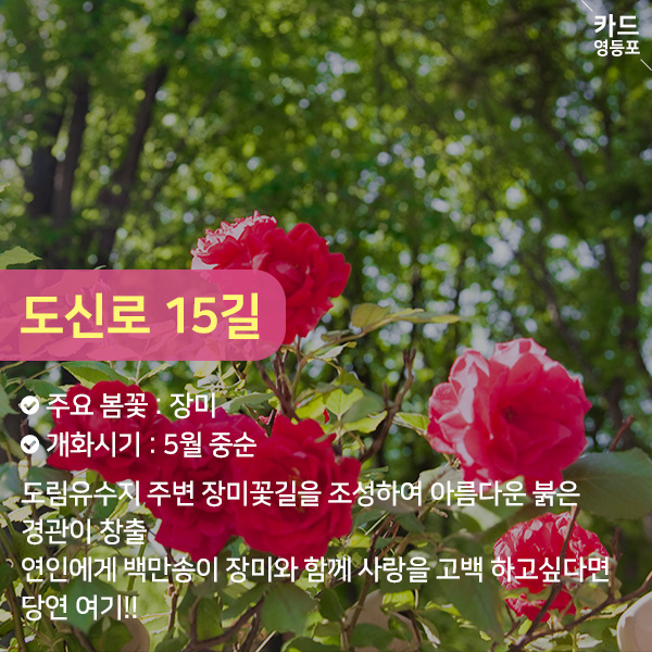 도신로 15길   주요 봄꽃 : 장미   개화시기 : 5월 중순   도림유수지 주변 장미꽃길을 조성하여 아름다운 붉은  경관이 창출  연인에게 백만송이 장미와 함께 사랑을 고백 하고싶다면 당연 여기!!