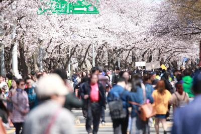 여의도 봄꽃축제_3 (2019) 의 이미지