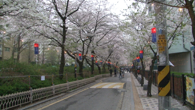 영등포구 곳곳에서 벚꽃축제 열려··· 사진
