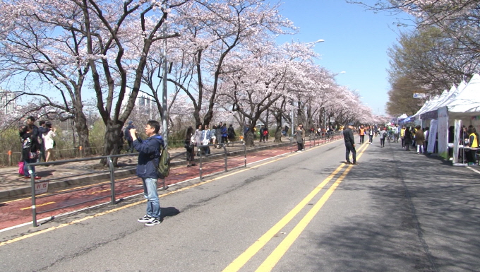 제12회 영등포 여의도 봄꽃축제 막을 내려··· 사진
