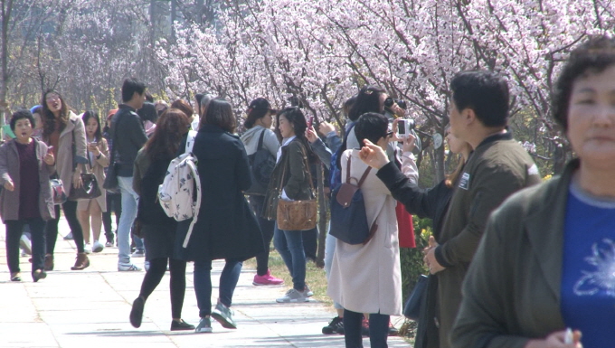제13회 영등포 여의도 봄꽃축제 막을 내려··· 사진