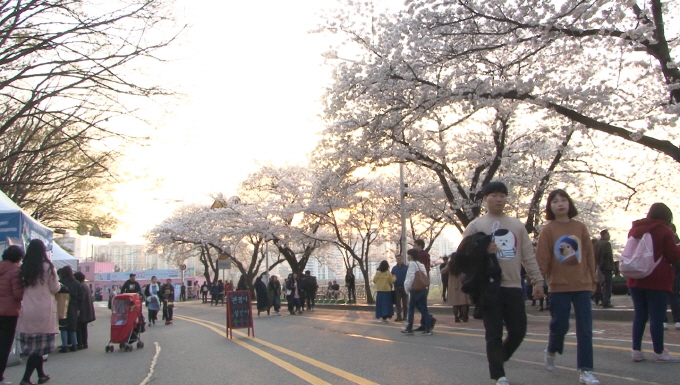 영등포 여의도 봄꽃축제(영상스케치) 사진