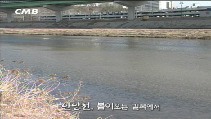 한강의 사계 04화 (안양천, 봄이오는 길목에서) 사진