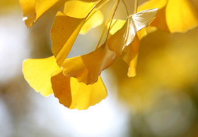 yeongdeungpo-gu city tree : ginko tree