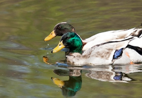 区の鳥 : マガモ