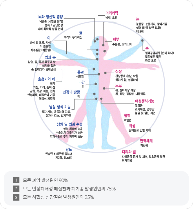 흡연으로 인한 건강의 피해 - 자세한내용은 하단 참조