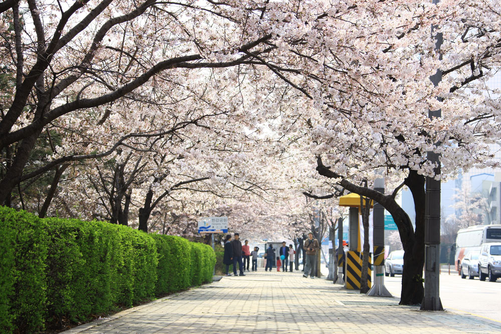 Yeouido Spring Flower Festival image