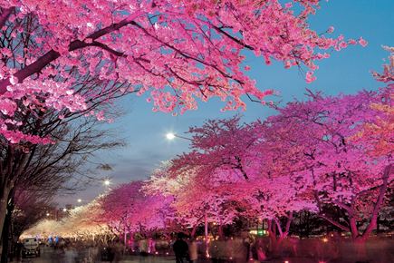 Фестиваль весенних цветов на Ёыйдо, Ёндынпхо image